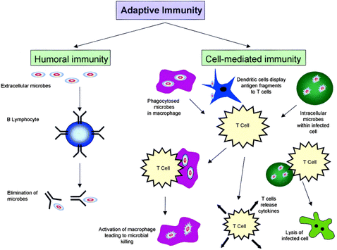 DISORDERS OF IMMUNE SYSTEM - IMMUNOLOGY